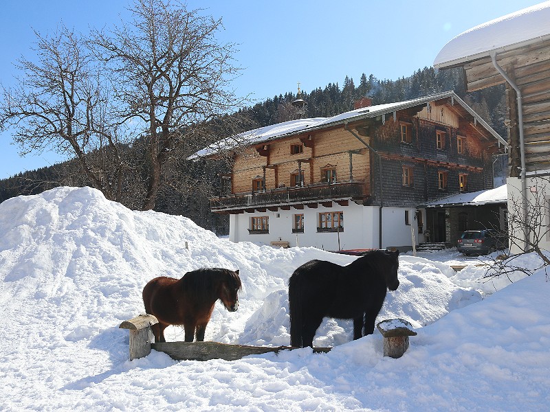 Pony's in de sneeuw!